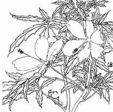 花卉白描线稿图片